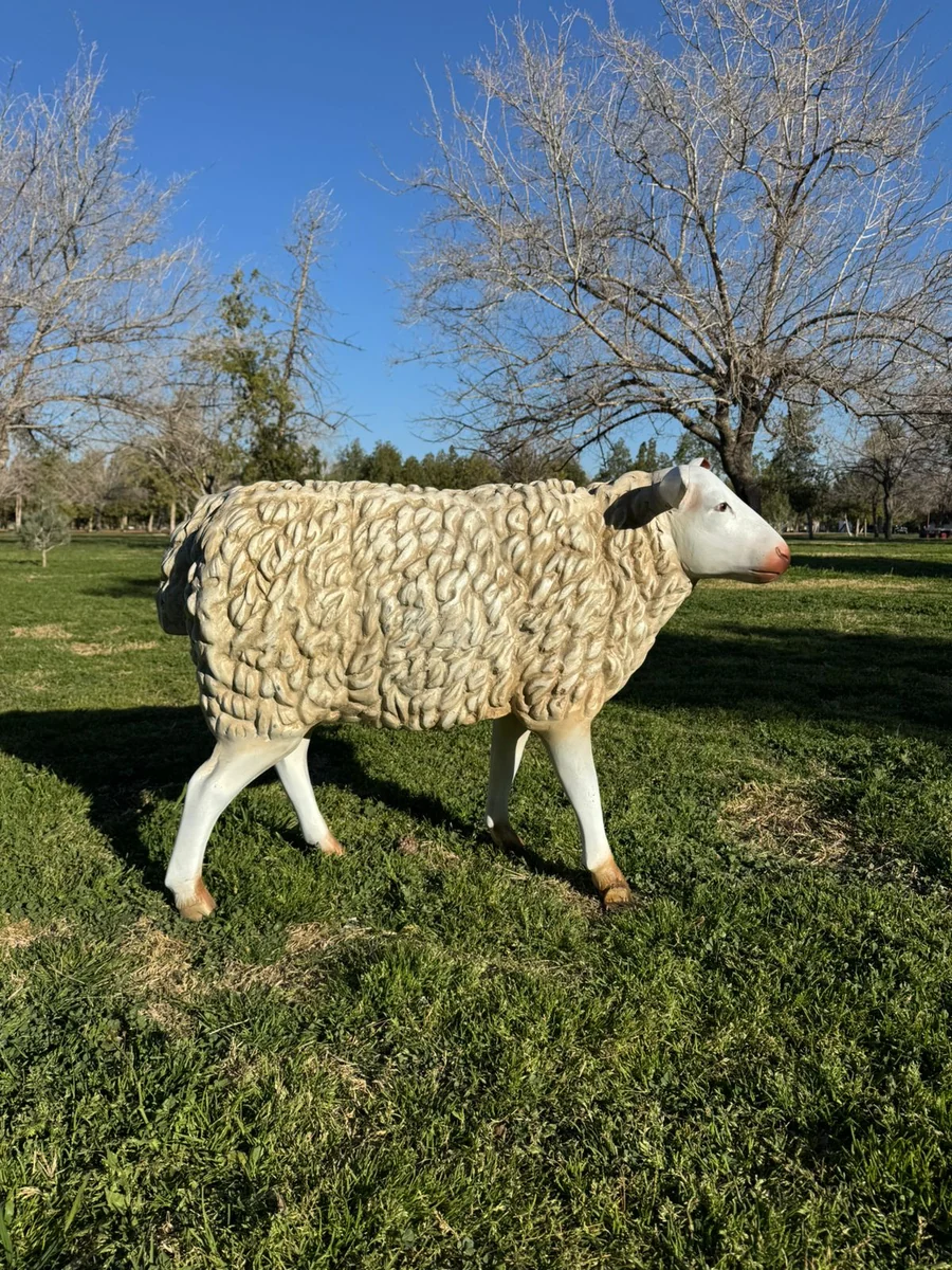 Sheep