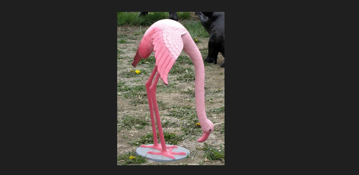 Feeding Flamingo