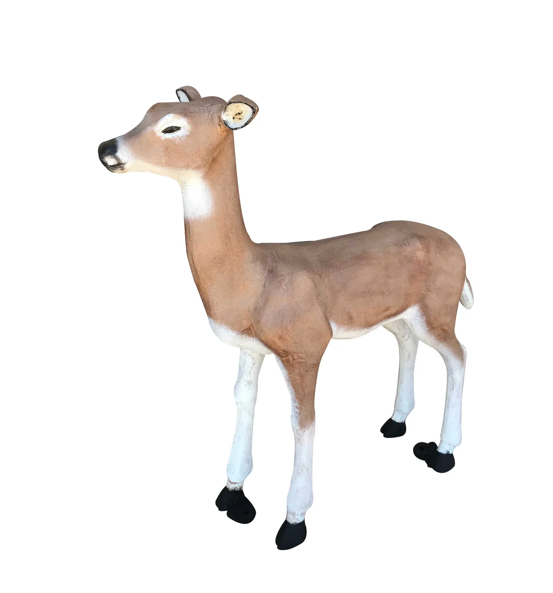 Medium Doe