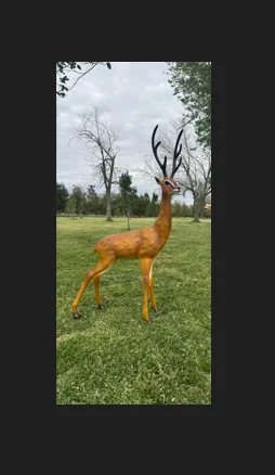 Male Gazelle